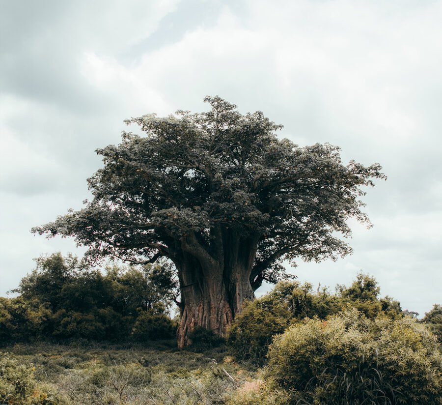 A large solitary baobab tree with full crown of leaves standing in the African savanna under cloudy grey sky